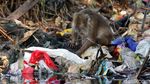Nasib Monyet Ekor Panjang di Pesisir Jakarta
