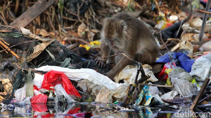 Monyet ekor panjang tidak menyerang jika tidak diganggu, lebih banyak mendekat kepada manusia dengan harapan mendapatkan makanan