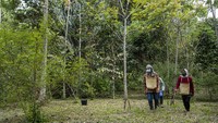 Marandus mengatakan mencari andaliman cukup sulit karena harus ke hutan.  