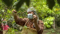 Bagi masyarakat Batak, andaliman adalah rempah utama dalam berbagai menu hidangan. Buahnya yang berbentuk bulat dan kecil berenteng itu hanya tumbuh di dataran tinggi dengan suhu sejuk di sekitaran Danau Toba. Merica hitam ini merupakan jenis tanaman hutan yang tumbuh dengan tanaman pendamping.  