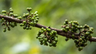 Rempah Eksotis dari Tanah Batak
