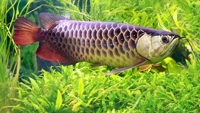 Alasan Ikan Arwana Tidak untuk Dimakan Meski Harganya Lebih Mahal dari Ferrari