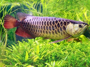 Alasan Ikan Arwana Tidak untuk Dimakan Meski Harganya Lebih Mahal dari Ferrari