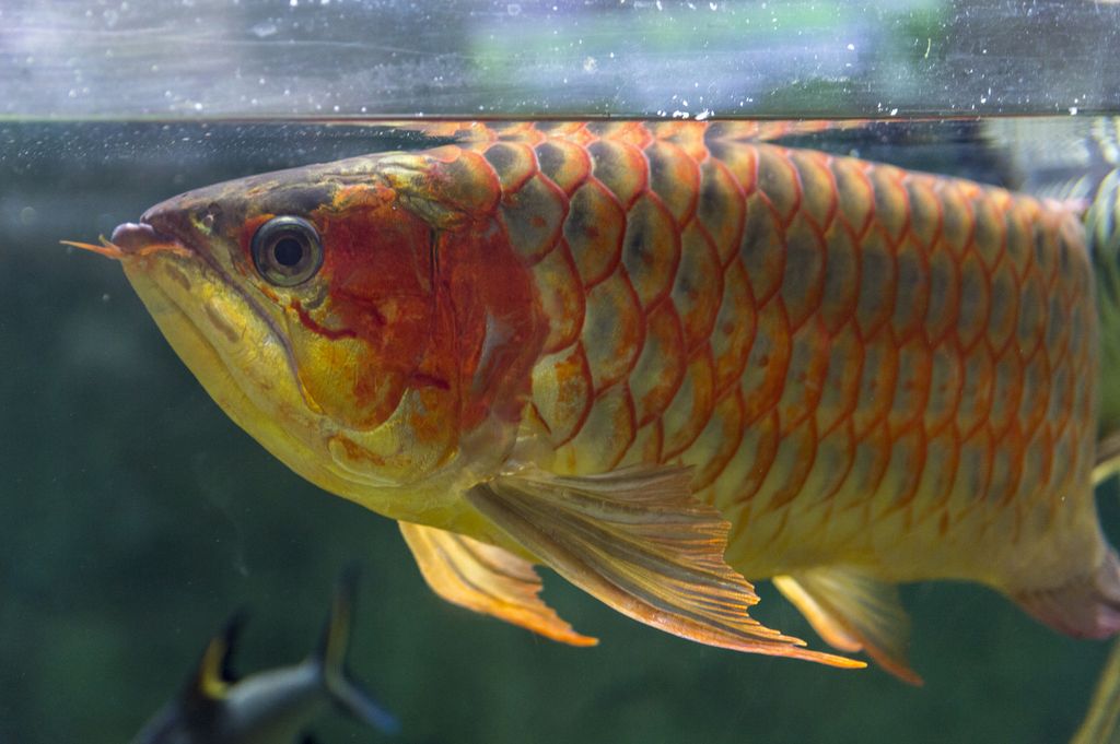 Alasan Ikan Arwana Tidak untuk Dimakan Meski Harganya Lebih Mahal dari Ferrari