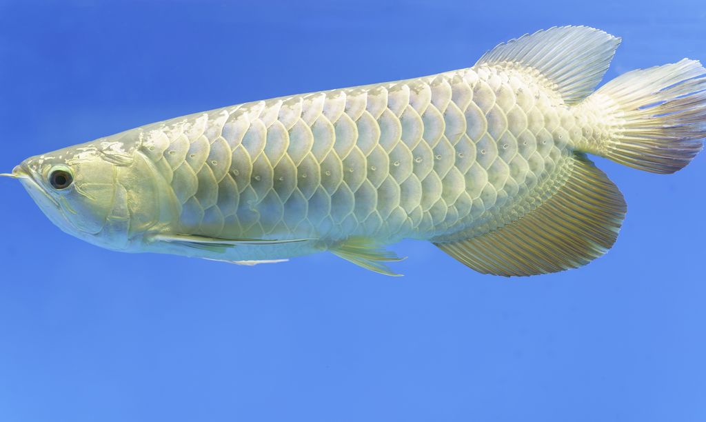 Alasan Ikan Arwana Tidak untuk Dimakan Meski Harganya Lebih Mahal dari Ferrari