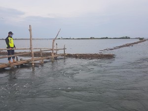 Tanggul Jebol, 125 Ha Tambak di Polman Terancam Tenggelam