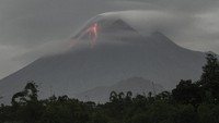 Hanik menjelaskan jarak luncur lava pijar Gunung Merapi mencapai 1,8 kilometer. Sampai saat ini arah luncuran masih ke sisi barat daya yang meliputi Kali Boyong dan Krasak.