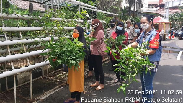 Kegiatan budidaya ikan Nila di Kampung Tangguh Jaya 007 Petojo Selatan Jakpus