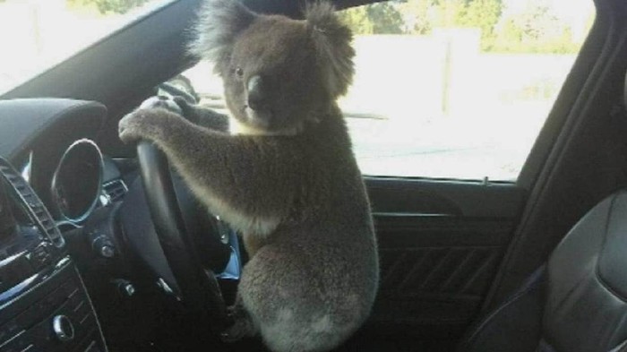 Koala