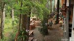 Foto Tempat Ngopi Adem di Bandung, Mejanya di Bawah Pohon Pinus