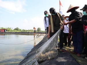 Menkop UKM Dorong Produktivitas Tambak Udang Dipasena Lewat Koperasi