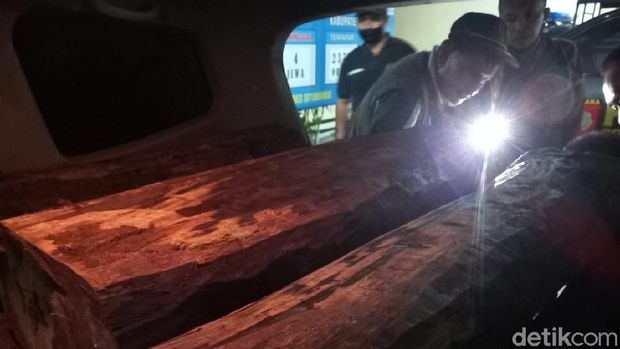 pembalakan liar di situbondo