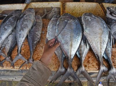 Konsumi Ikan Nasional Terus Meningkat