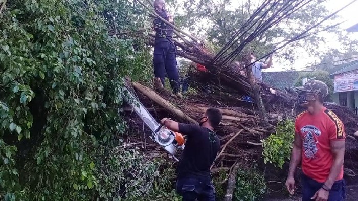 Pohon Beringin tua di Kota Ambon tumbang akibat angin kencang