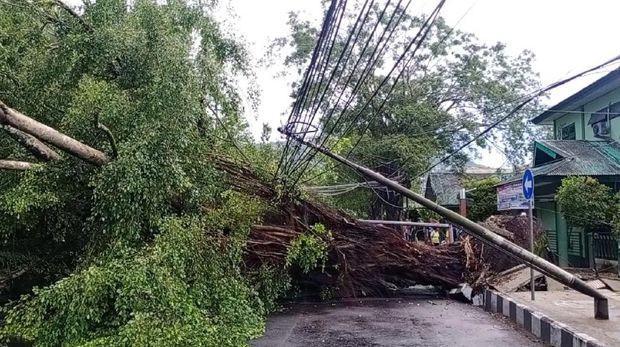 Pohon Beringin tua di Kota Ambon tumbang akibat angin kencang