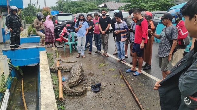 Ular Piton 7 Meter Ditangkap Warga Usai Mangsa Anak Sapi di Maros Sulsel