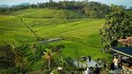 Foto: Ciboer Pass, Sawah Fotogenikmu Selanjutnya