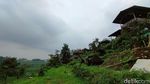 Foto: Ciboer Pass, Sawah Fotogenikmu Selanjutnya