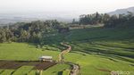Foto: Ciboer Pass, Sawah Fotogenikmu Selanjutnya
