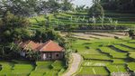 Foto: Ciboer Pass, Sawah Fotogenikmu Selanjutnya
