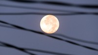 Bulan Purnama Salju tampak menghiasi langit di kawasan Depok, Jawa Barat. ANTARA FOTO/Yulius Satria Wijaya.