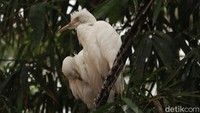 Ramainya aktivitas burung-burung blekok dan juga burung kuntul di sana membuat kawasan tersebut dikenal pula dengan nama kampung blekok.