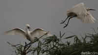 Diketahui, burung-burung tersebut sudah bertahun-tahun hidup dan berkembang biak di kawasan itu. 
