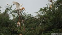 Seiring berjalannya waktu, populasi burung blekok kian terancam salah satunya akibat masifnya alih fungsi lahan di area sekitar habitat mereka. Guna menjaga kelestarian burung blekok, habitat burung-burung itu pun dijaga dan dilindungi.