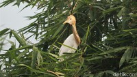 Habitat burung-burung itu dijaga berdasarkan Peraturan Daerah Kota Bandung No. 11 Tahun 2005 tentang Penyelenggaraan Ketertiban, Kebersihan, dan Keindahan Kota Bandung. Dilarang merusak tempat tinggal dan membunuh atau memperjualbelikan kedua jenis burung ini karena dapat terancam denda Rp 5 juta ditambah sanksi administrasi lainnya.