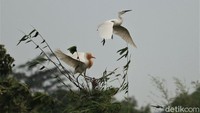 Sejumlah burung blekok (Ardeola Speciosa) dan burung kuntul (Bubulcus Ibis) hinggap di pohon bambu dan selong yang berada di kawasan Kampung Rancabayawak, Kelurahan Cisaranten Kidul, Kecamatan Gedebage, Kota Bandung, Minggu (28/2/2021).