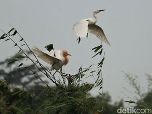 Melihat Lebih Dekat Kampung Blekok di Kota Bandung