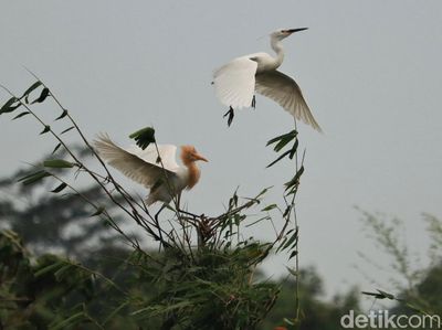 Melihat Lebih Dekat Kampung Blekok di Kota Bandung