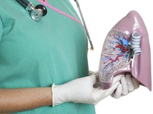 Organ-Organ dan Cara Kerja Sistem Pernapasan Manusia