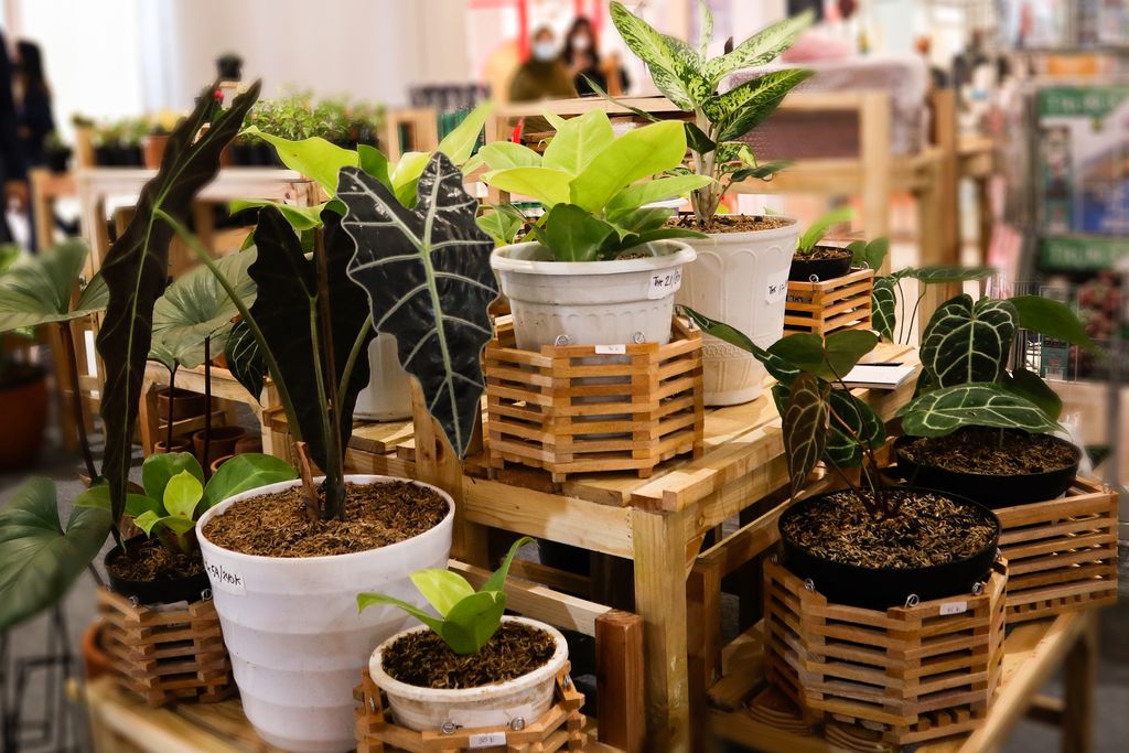 Tanaman Hias di Trans Studio Mall Cibubur