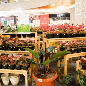Tambah Koleksi Tanaman Hias, Datang ke Trans Studio Mall Cibubur Yuk! Tambah Koleksi Tanaman Hias, Datang ke Trans Studio Mall Cibubur Yuk!