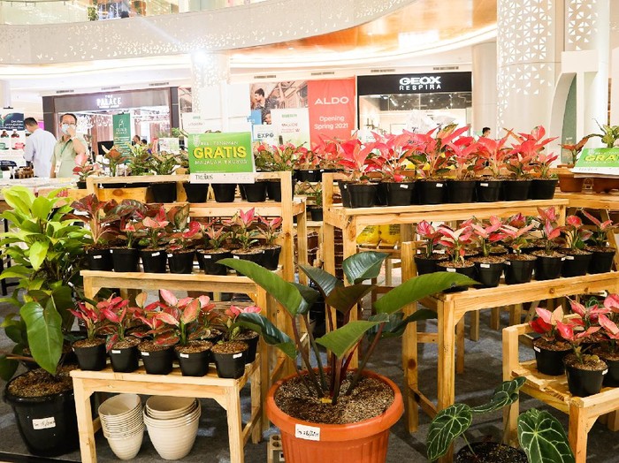 Tanaman Hias di Trans Studio Mall Cibubur