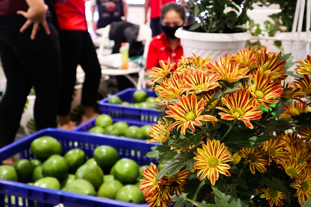 Tanaman Hias di Trans Studio Mall Cibubur