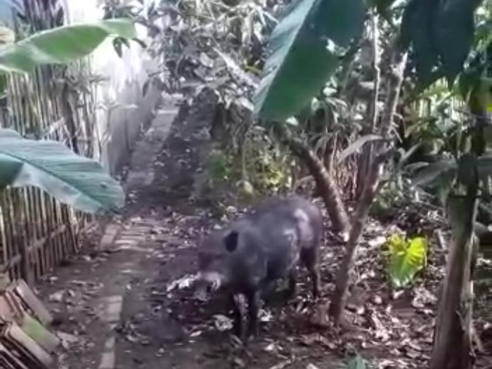 Babi hutan masuk perkampungan dan seruduk warga di Garut