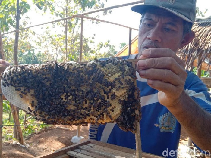 Petani Cirebon Sulap Lahan Kritis Jadi Tempat Budi Daya Lebah Madu