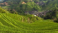 Penduduk Teras Sawah Longji memang mengandalkan hidup dari bertani. (Getty Images/iStockphoto)