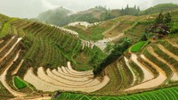 Berada di Desa Ping An, teras sawah ini disebut juga dragons backbone alias punggung naga. (Getty Images/iStockphoto)