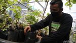 Wuih, Ada Kebun Anggur di Duren Sawit Jakarta