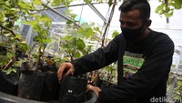 Kebun anggur ini dikelola secara swadaya oleh Komunitas Anggur Jakarta.