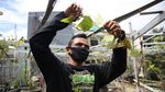 Wuih, Ada Kebun Anggur di Duren Sawit Jakarta