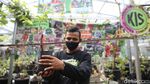 Wuih, Ada Kebun Anggur di Duren Sawit Jakarta