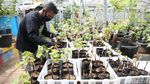 Wuih, Ada Kebun Anggur di Duren Sawit Jakarta