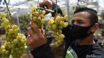 Wuih, Ada Kebun Anggur di Duren Sawit Jakarta