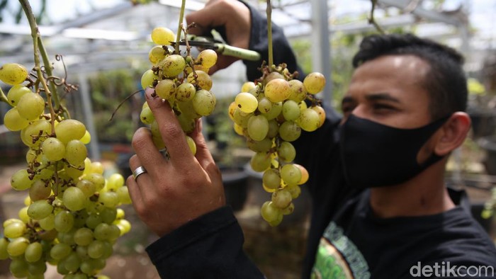 Melihat Kebun Anggur di Malaka Sari Petani anggur merawat tanaman di Kebun Imut Sinakal, Malaka Sari, Durensawit, Jakarta, Senin (1/3/2021).