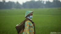Transportasi untuk menjual jamu sudah berubah, namun penyajiannya para penjual jamu masih secara tradisional dengan meremas bahan-bahan yang dibawa tepat di depan pembeli.  