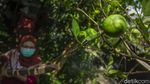 UMKM Jamu Tradisional Kini Bisa Beli Online Loh